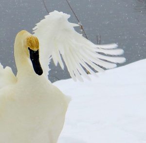 Sandra Lee Kaplan - Swan in Snow