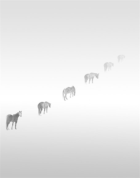 Michael Fain - Horses 2 5/6 (UNFRAMED)