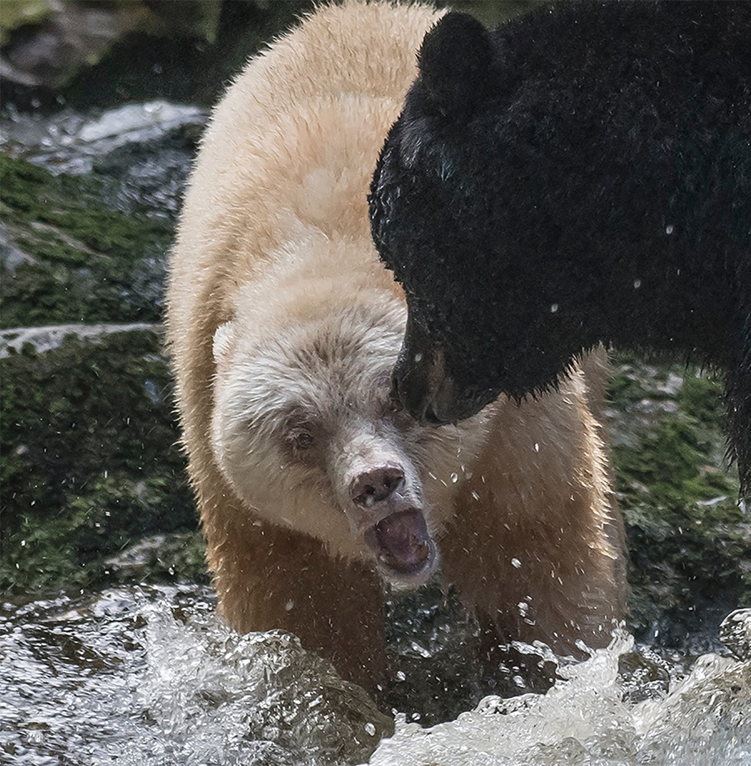 Sandra Lee Kaplan  - Black and White Spirit Bear #4