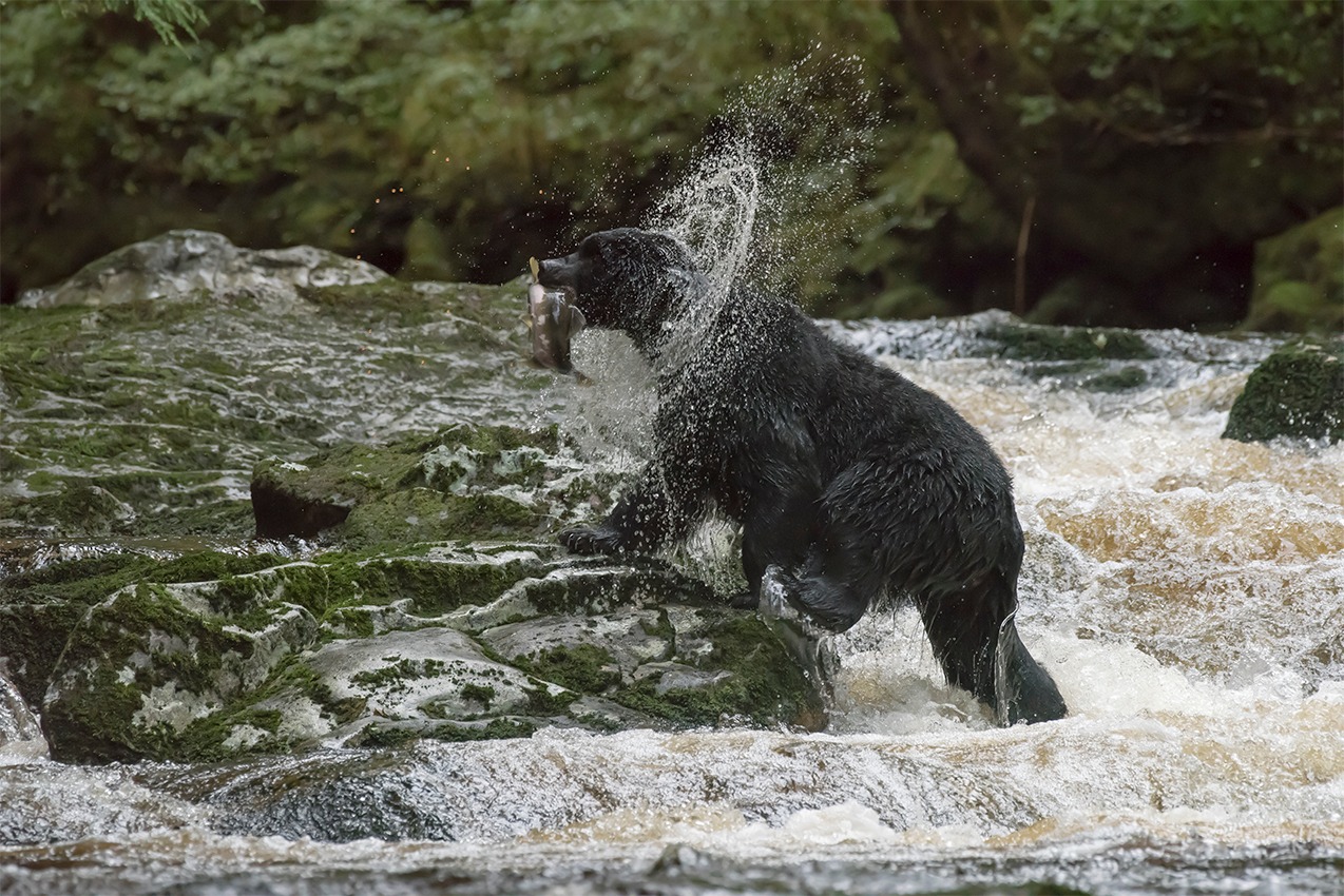 Sandra Lee Kaplan  - Black Spirit Bear #3