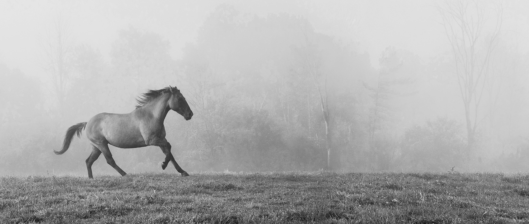 Sandra Lee Kaplan  - Horse in Fog