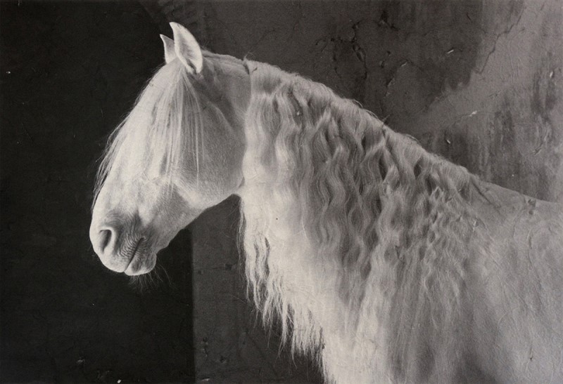 Sandra Lee Kaplan, Lucitano Stallion 1/5 art