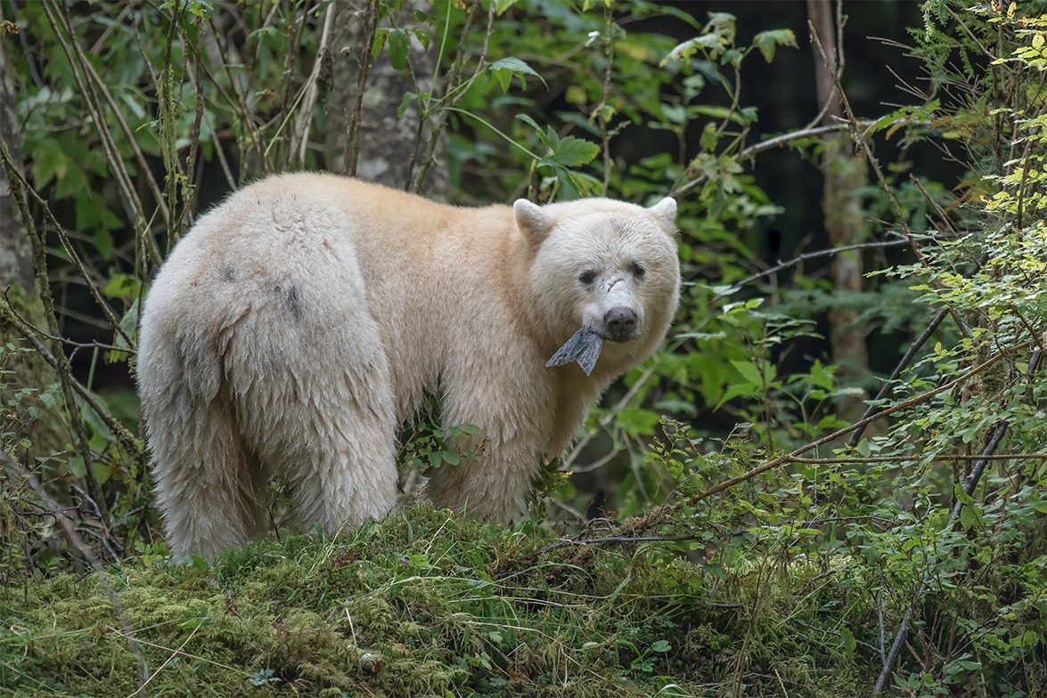 Sandra Lee Kaplan  - Spirit Bear 1