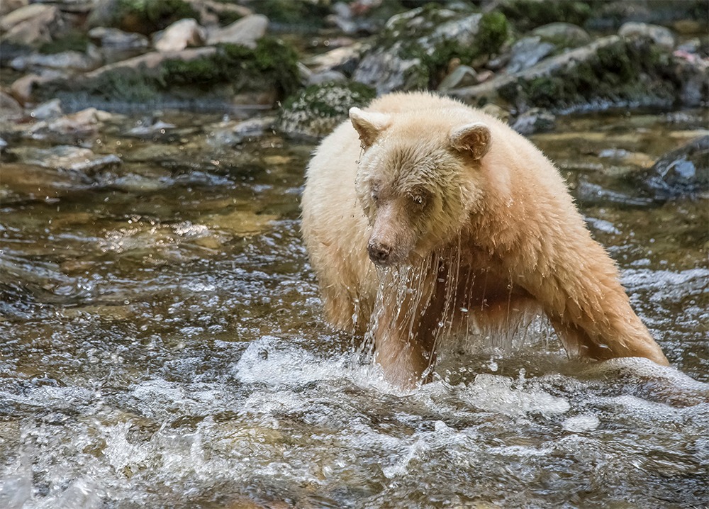 Sandra Lee Kaplan  - Spirit Bear #2