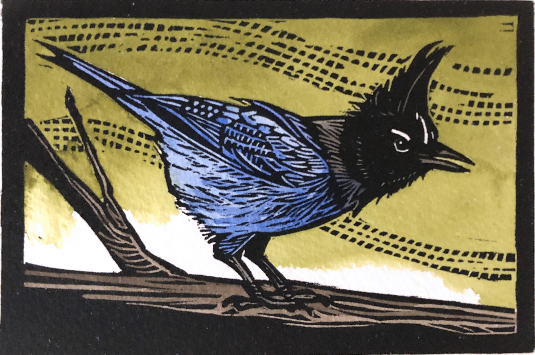 Sherrie York - Stellar's Jay